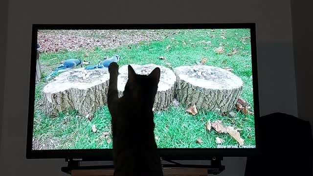 Cat hunting Birds on TV 🤣🐈‍⬛😍