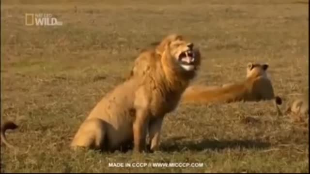 FUNNY LION LAUGHING VIDEO || LAUGHING LION || funny lion video || Nicemoment