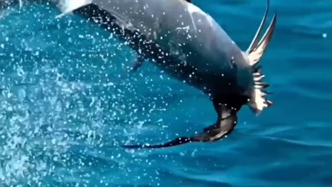 Fish Target the bird
