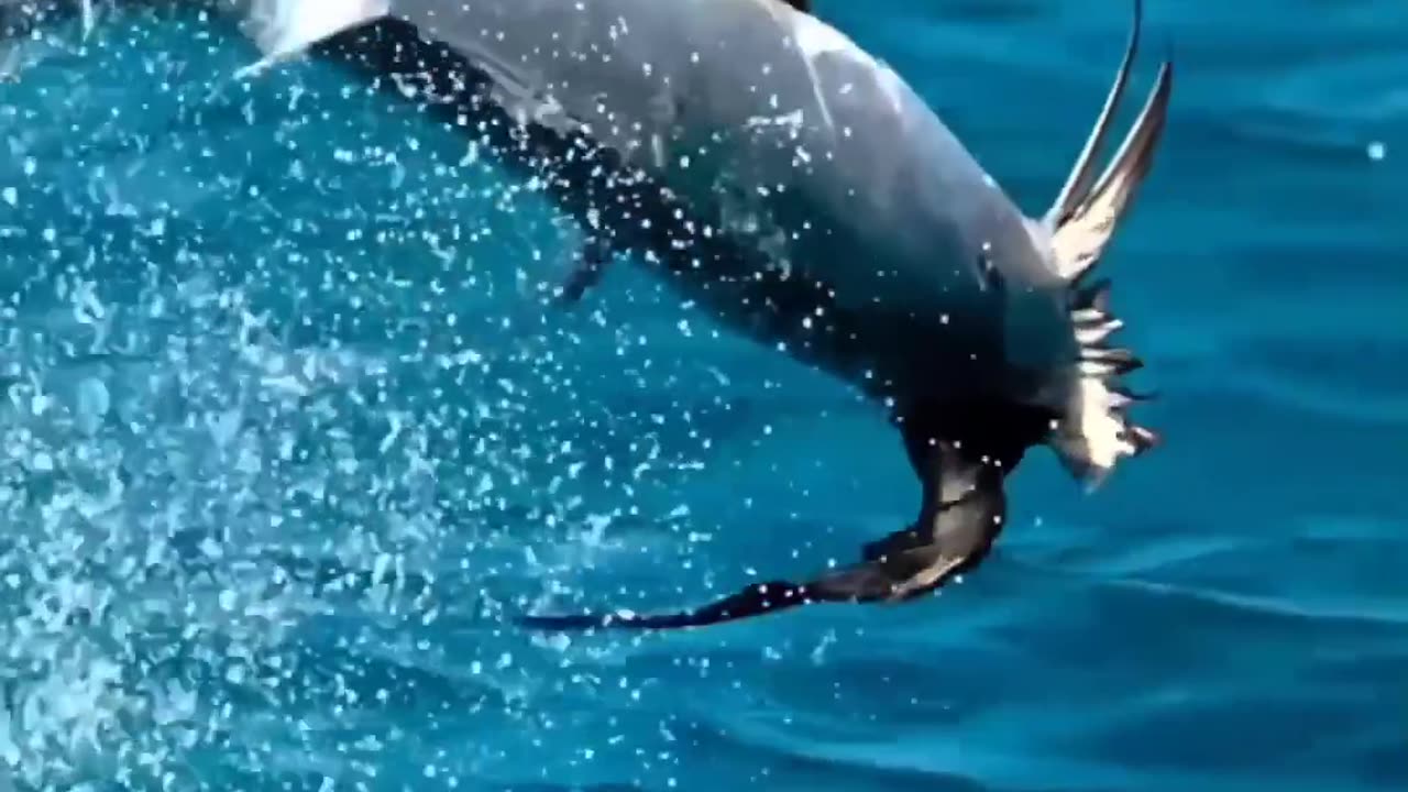 Fish Target the bird