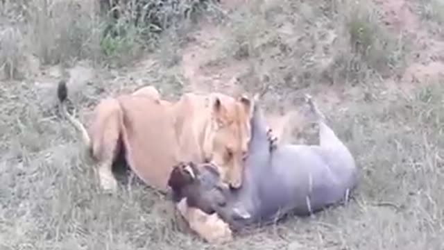 Lion Vs boar