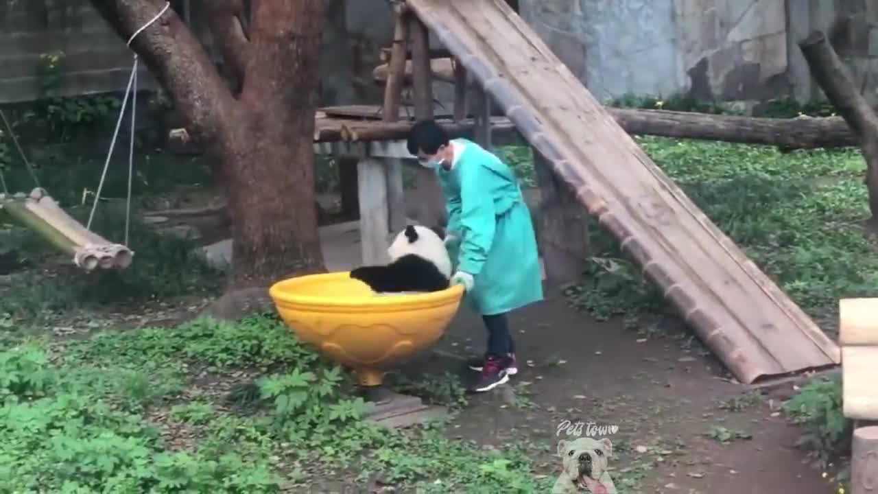 Try not to laugh 😂 :- funny video of panda