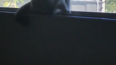 Fluffy cat walks backward on windowsill