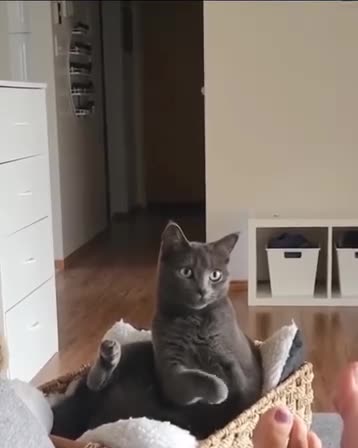 👅 Teasing 🐈 Girlfriends Cat 😹