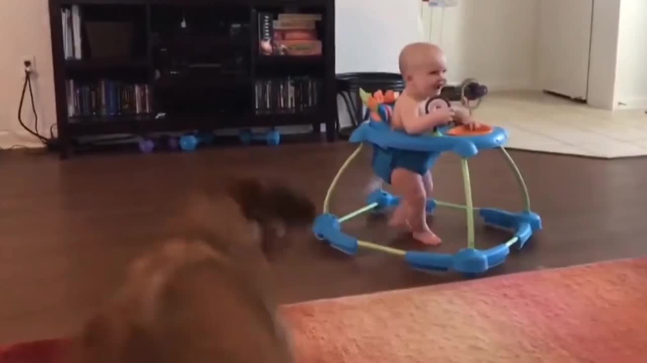 Dog plays with her cute little partner 😂