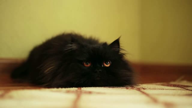 Black fluffy cat lying on the floor in the room