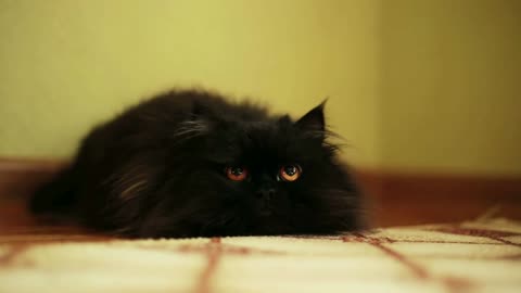 Black fluffy cat lying on the floor in the room