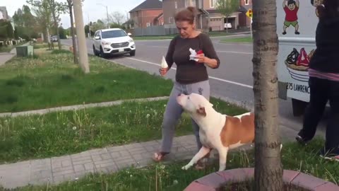 Pit Bull patiently waits in line for ice cream