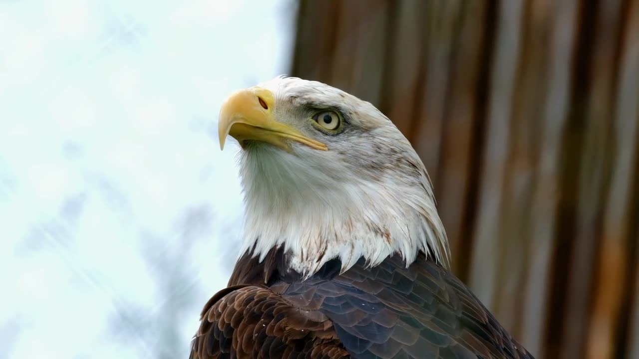 Wild eagle