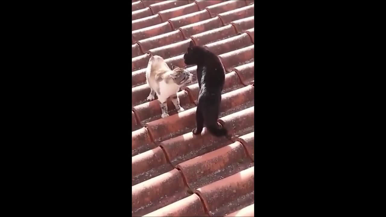 Funny Animal Videos