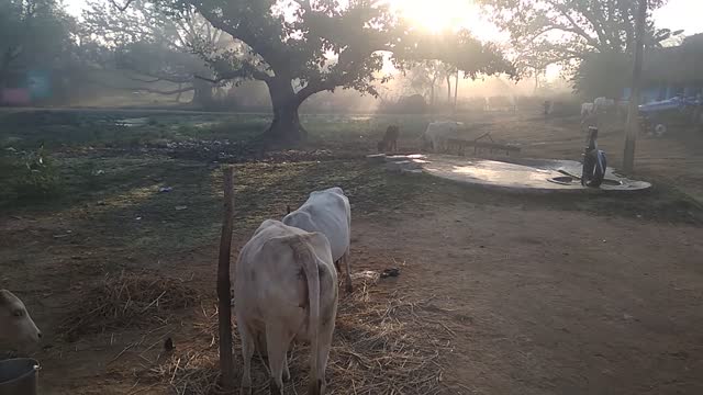 Village life | morning routine