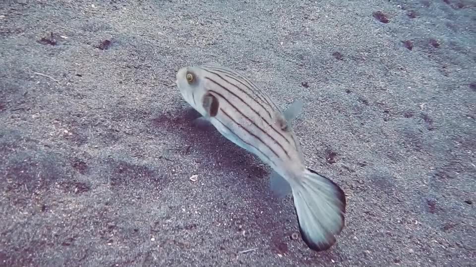 lovely fish in the see