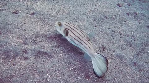 lovely fish in the see