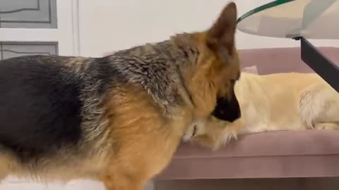 Golden Retriever doesn't want to share сouch with German Shepherd