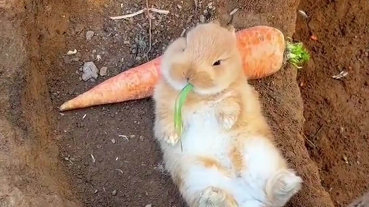 Cute little bunny enjoying carrot🤭🐇