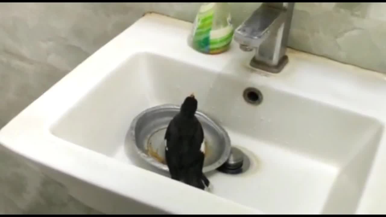 Bird Bathing