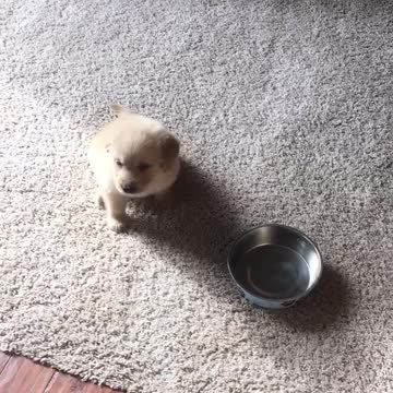 Cute Puppy Knows Exactly What to so for Dinner Time