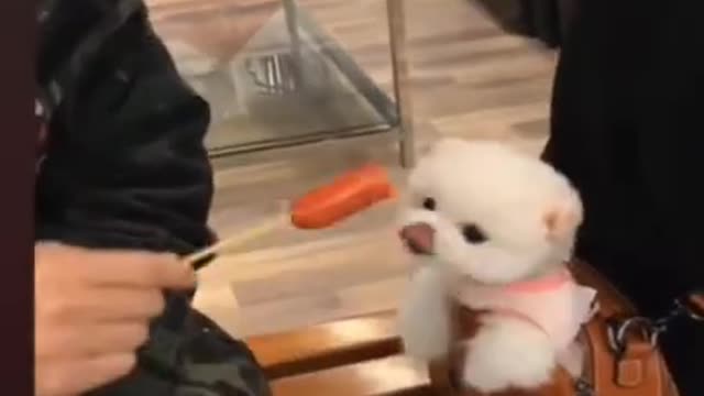 cute dog funny moments.