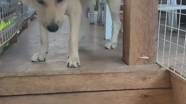 This dog can't walk on the stairs