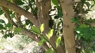 A little lizard in the garden