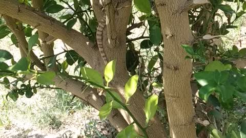 A little lizard in the garden