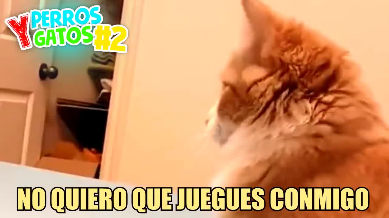 PERROS Y GATOS GRACIOSOS #2