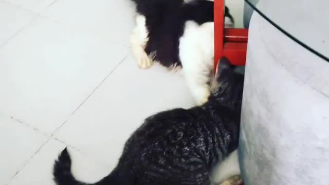 2 cats funny moments 😁/