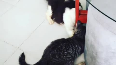 2 cats funny moments 😁/