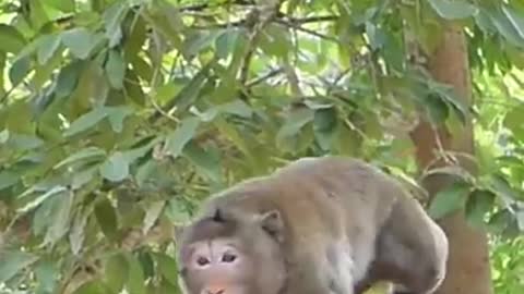 Ghost vs monkey prank so funny With Mr. set sani 2022(720P_HD)