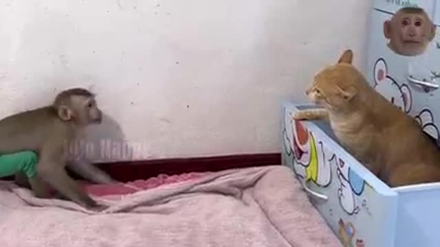 This Wild Monkey is Obsessed With Her Cat.