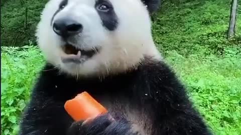 Panda enjoying a nice day healthy snack during a rainy day