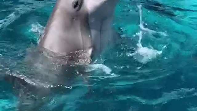 dolphin#play#animallover