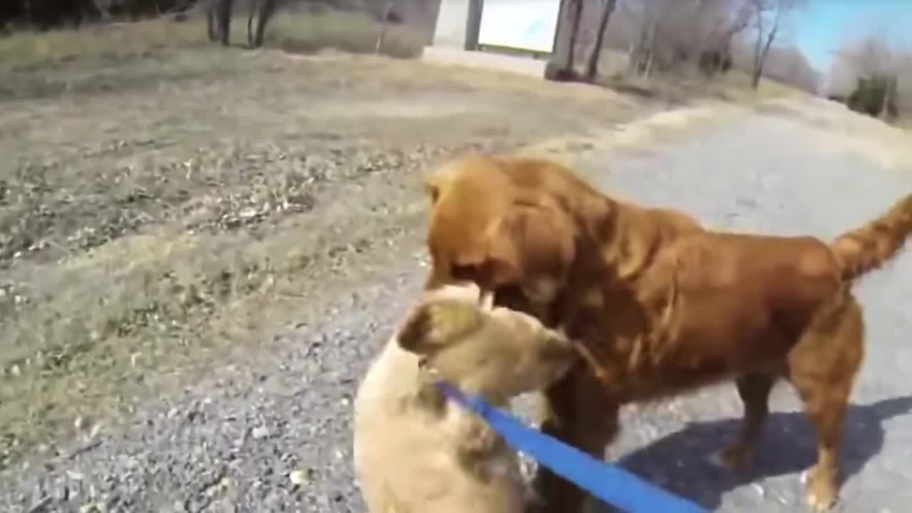 This Dog meet her Mom first time