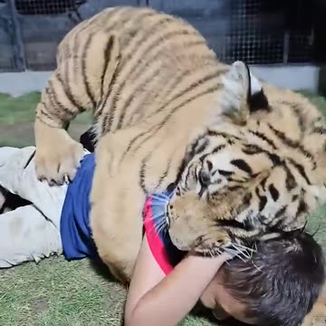 Naughty Kid Playing With Bengal Tiger | Nouman Hassan | #animalvideo #shorts #cutebaby
