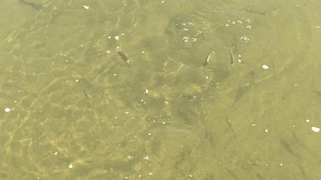 Minnows of the Humber River 61