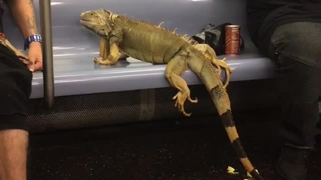 Large iguana sitting on subway train chair next to sleeping man