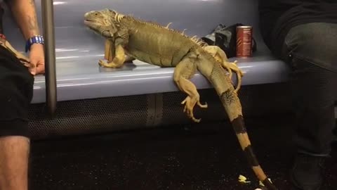 Large iguana sitting on subway train chair next to sleeping man