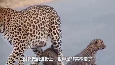 leopard slapstick