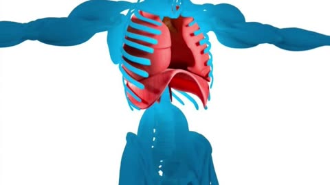 #human #organs #facts #interestingfacts