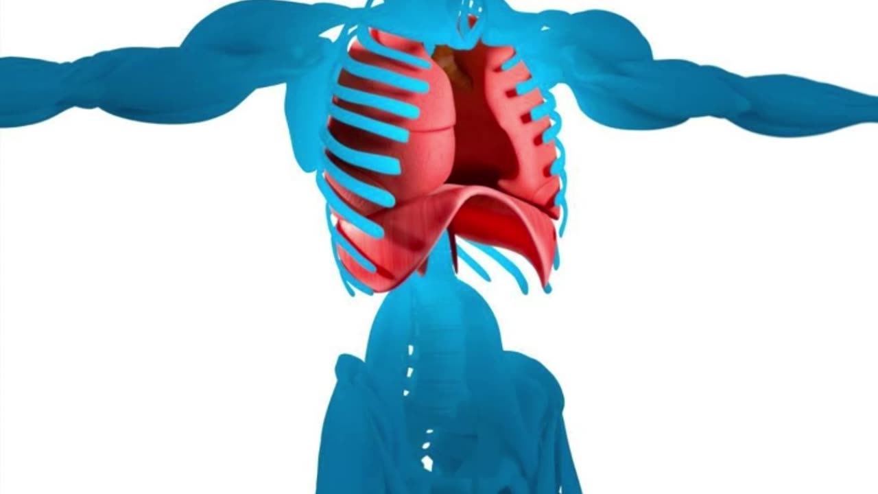 #human #organs #facts #interestingfacts