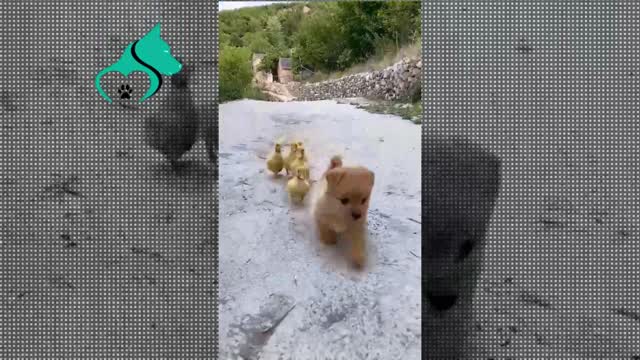 Dog and duckling