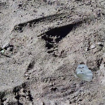 Butterflies dance on the banks of a river