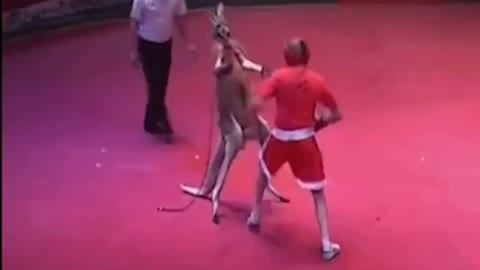 Fight with kangkur