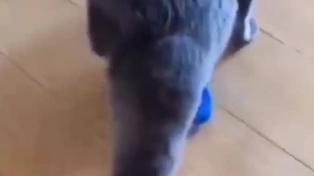 Cute And Funny Cat Video.