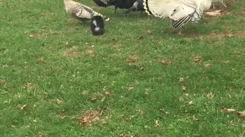 Small black puppy chasing turkey and white geese