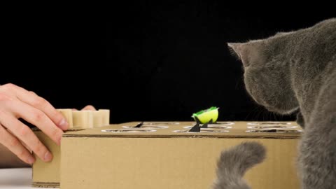 Cat play with home made whack must watch video