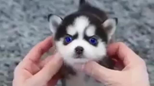 Have you ever seen a micro husky