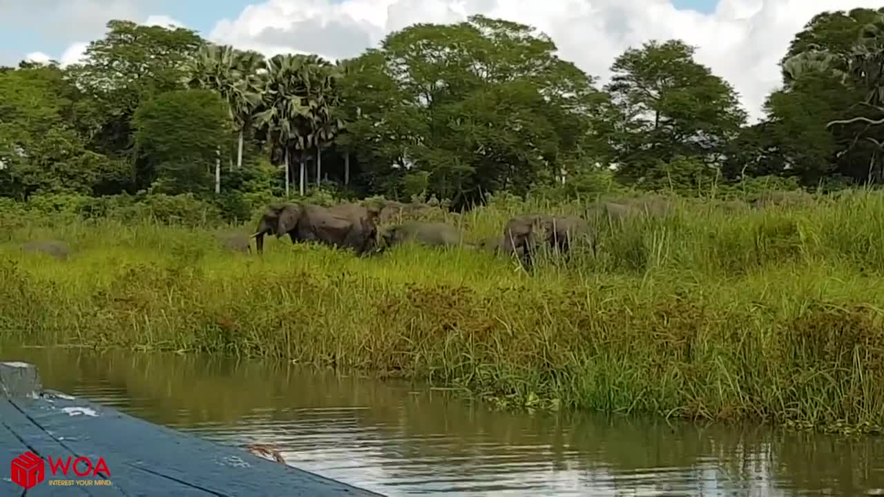 Amazing Elephant Save Elephant From Crocodile Hunting