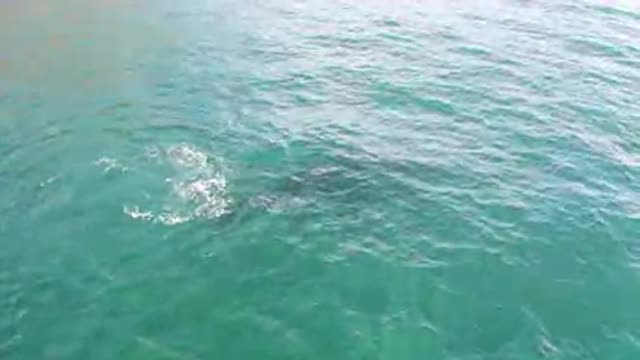 Whale swimming under water