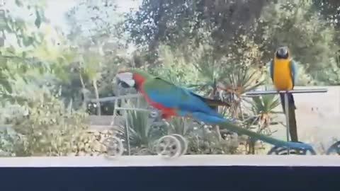 pets are realy lovely and